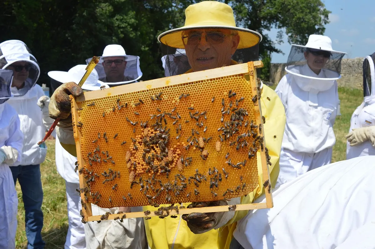 How to Inspect a Hive Safely: A Step-by-Step Guide for Beginners
