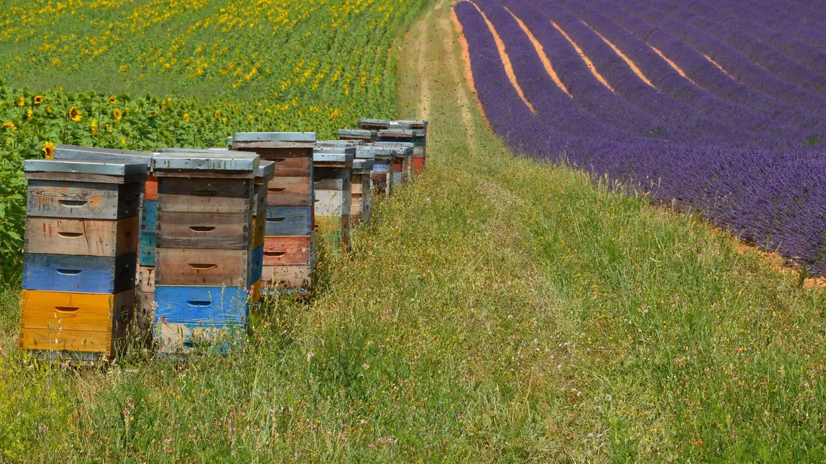 Siting an Apiary: How to Choose the Best Spot for Bees and Neighbours