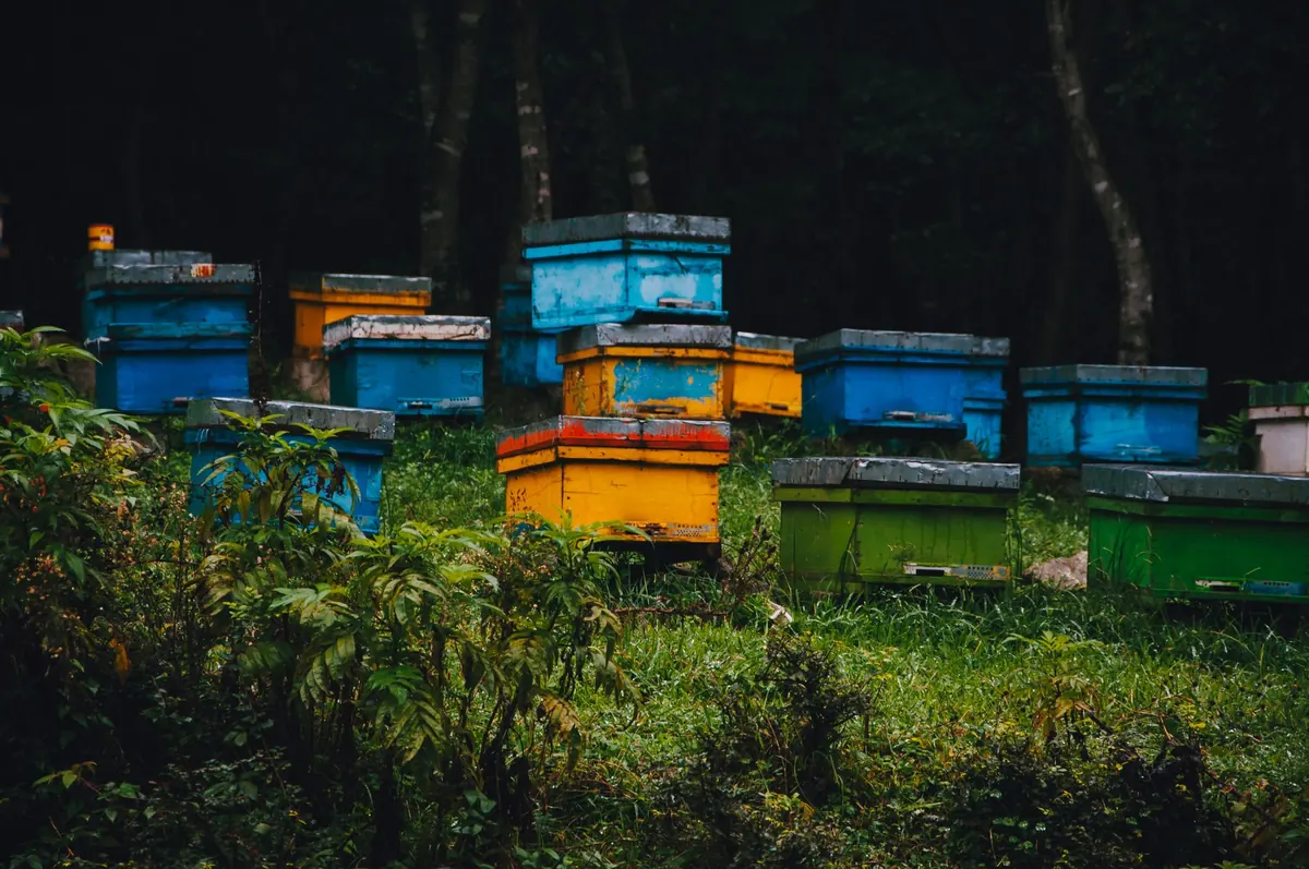 Urban Beekeeping in the UK: What to Know Before Keeping Bees in a City