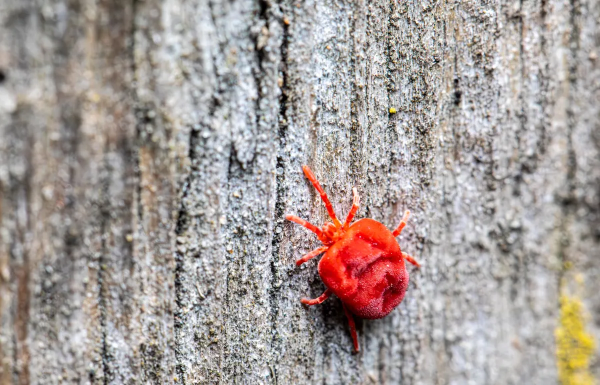 Varroa Mite Monitoring: A Simple Checklist for Healthier Colonies